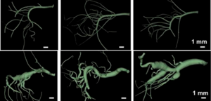 Mouse Model of Abdominal Aneurysms