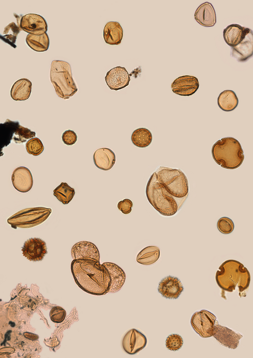 Pollen grains from Tenaghi Philippon