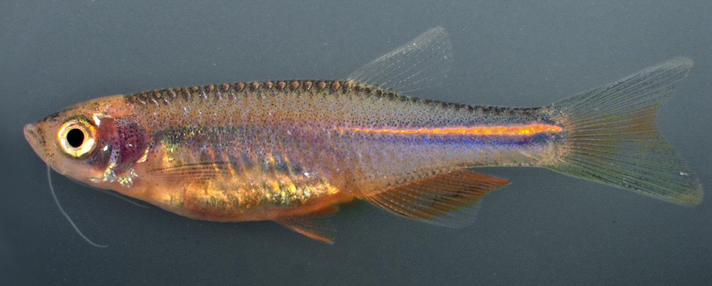 Adult Pearl Danio