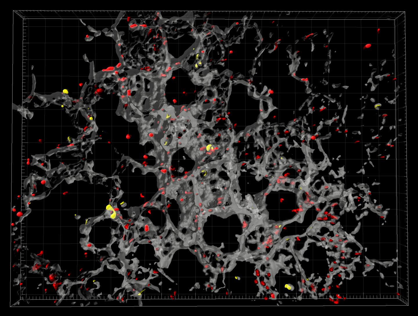 How Platelets Help Resolve Lung Inflammation