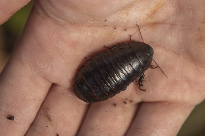 Student Maxim Adams holds a Lord Howe Island wood-feeding cockroach