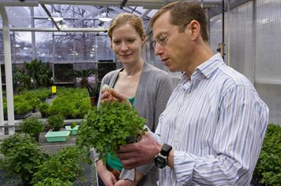 A Polymorphic Trait in Clover