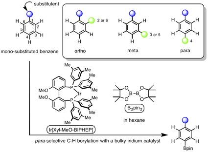 Para-selective Borylation of Benzene with a Bulky Iridium Catalyst