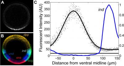 Patterning in Drosophila