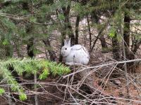 Snowshoe Hare Mismatched-2