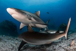 Grey reef sharks in Seychelles