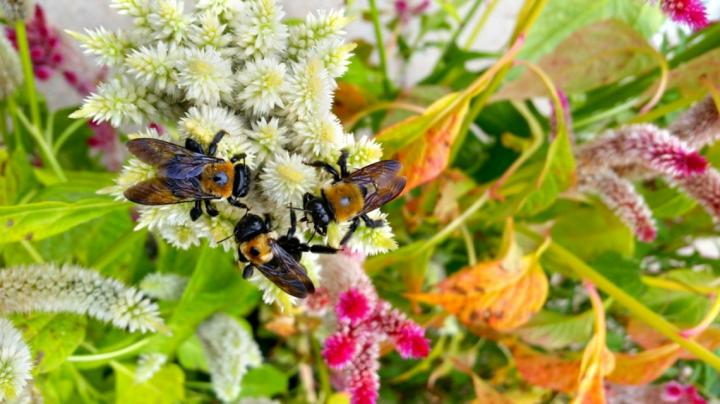 Bees and flowers