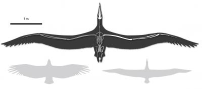 Line Drawing, <I>Pelagornis sandersi</I>