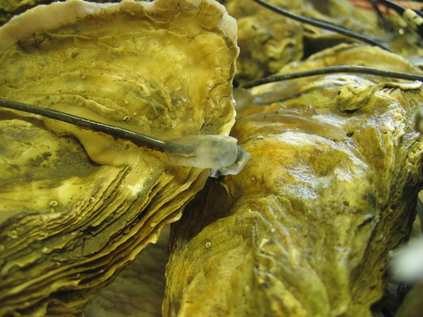 Oysters close their shells in response to low EurekAlert!