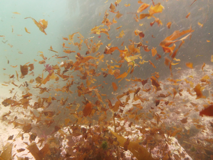 Climate change predicted to reduce kelp forests’ capacity to trap and store carbon