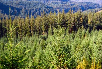 Forests Provide Carbon Benefits.