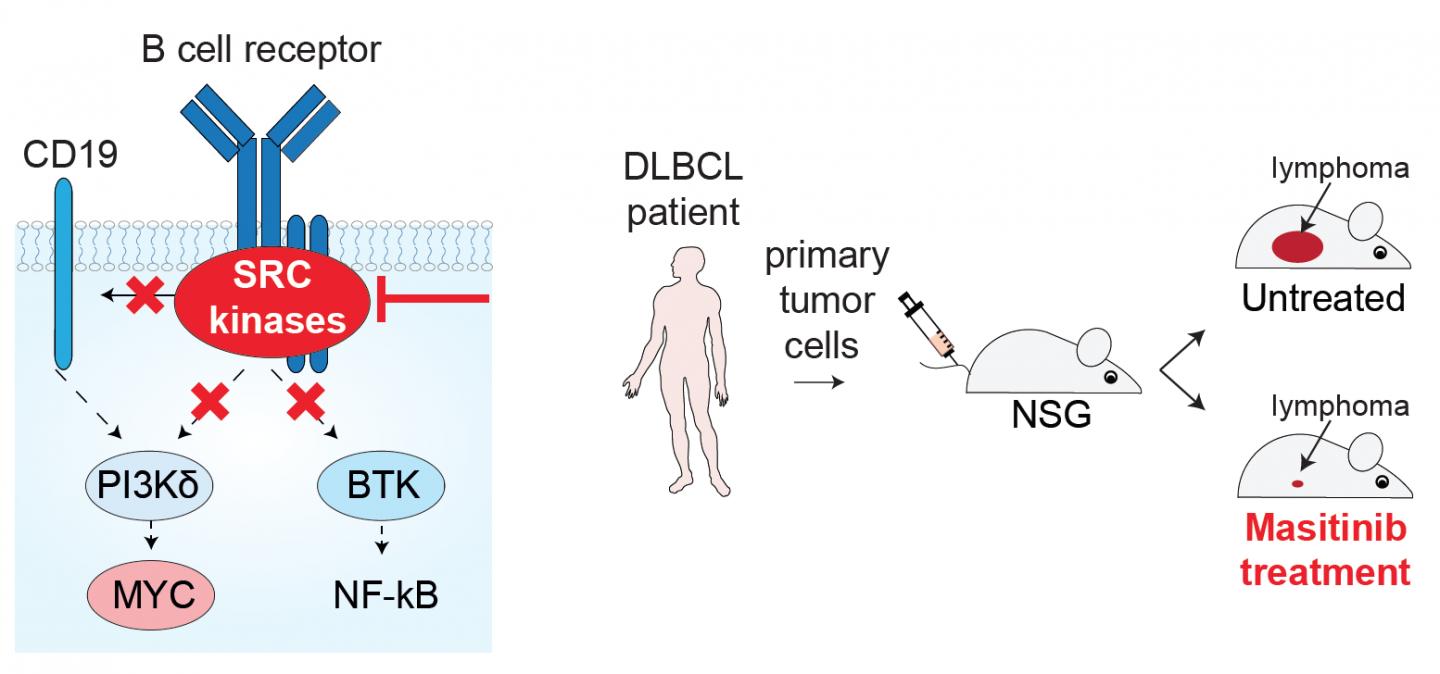 Infographic Summary of the Study