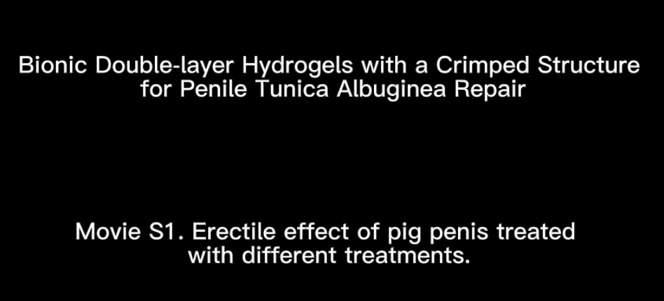Artificial tissue demonstrated in pig corpus spongiosum