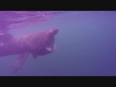 Basking Shark Feeding