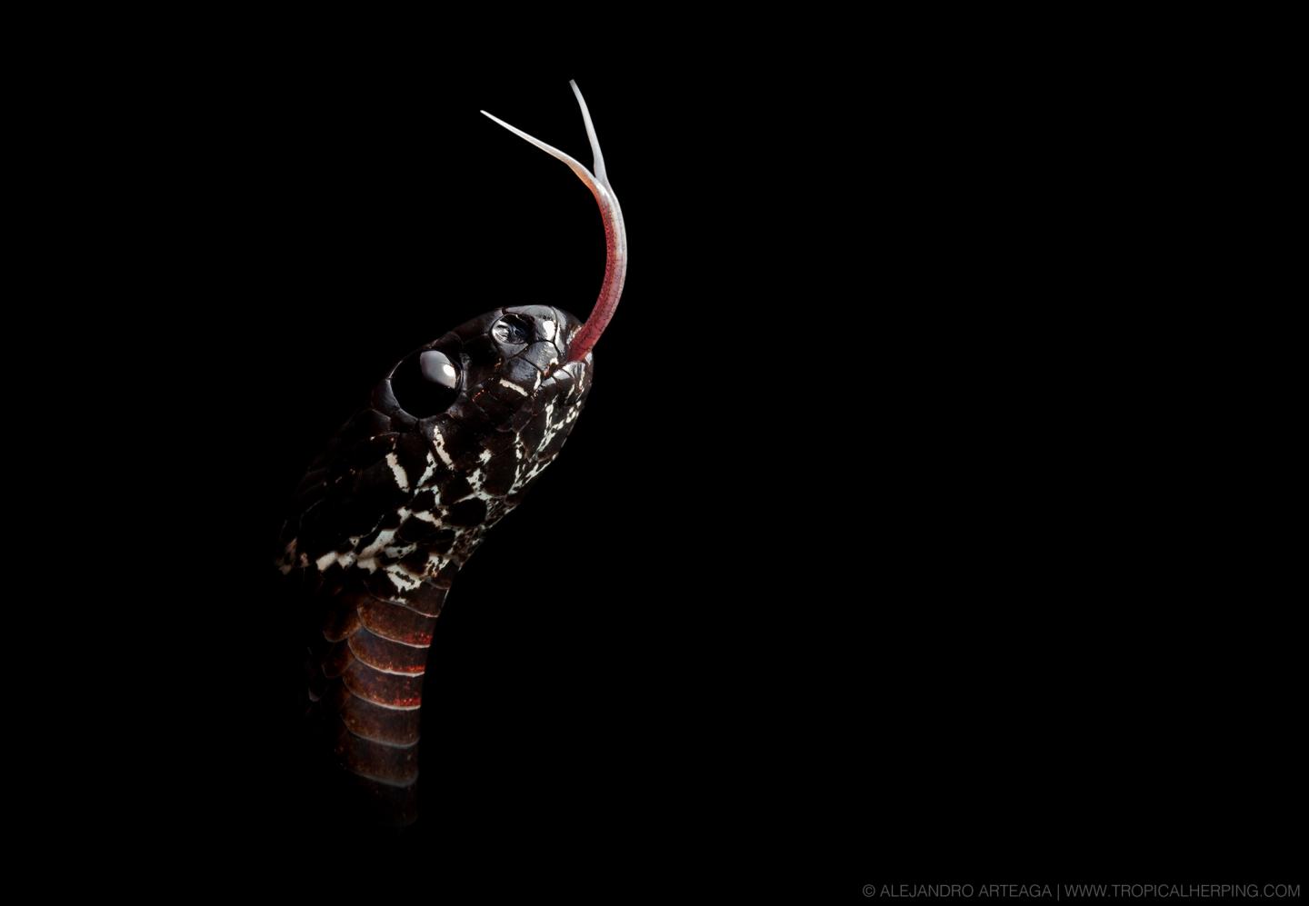 <i>Dipsas klebbai</i> is the Only One Not Currently Threatened