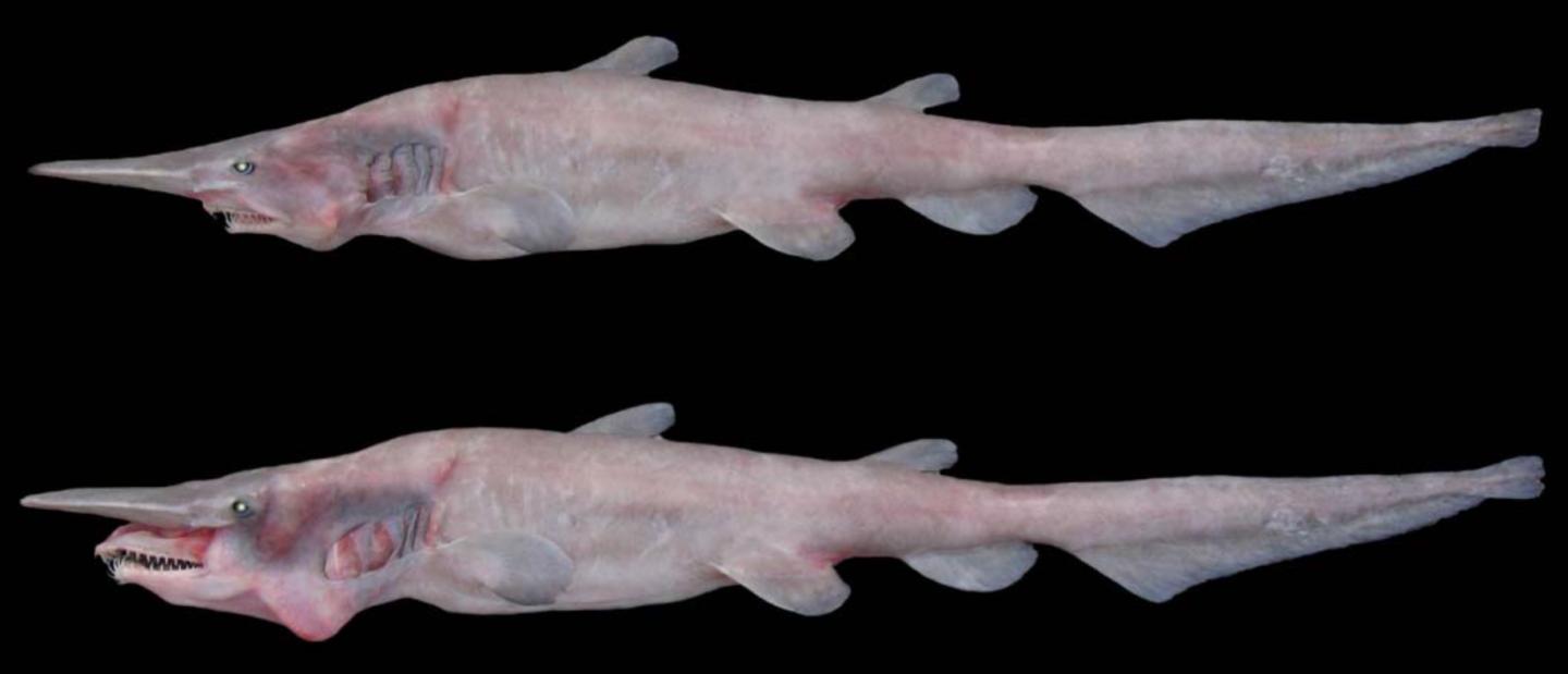 Pictures of deals a goblin shark