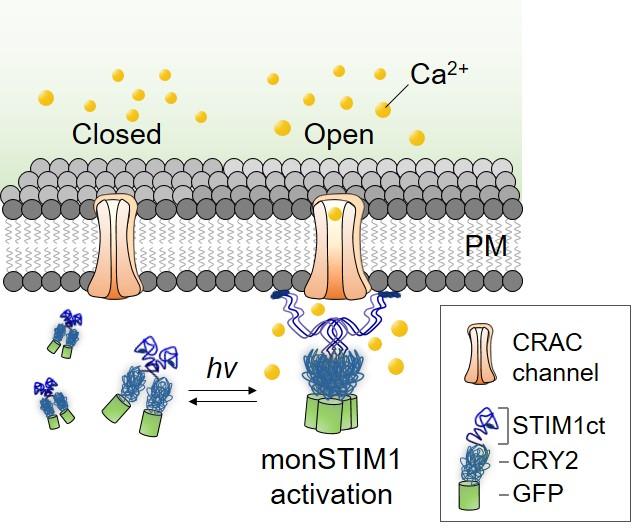 Figure 1. Schematic Image of monSTIM1 Working Mechanism