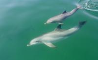 Female Dolphin and Calf