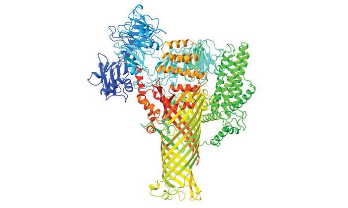 Computer-generated 3D maps of a bacterial protein called DspE reveal its straw-like shape.