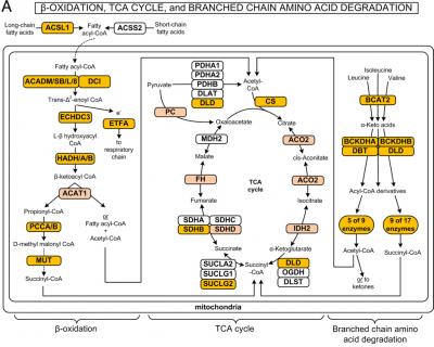 Systems Biology Approach Provides Insulin Resistance Insights
