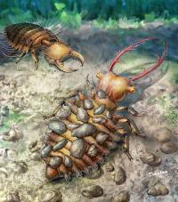 Reconstruction of Two Lacewing Larvae