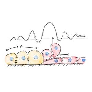 How Mechanical Forces Shape Cell Competition and Elimination at Tissue Boundaries.