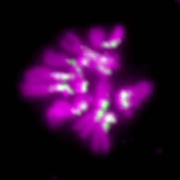 Dalmatian on <i>Drosophila</i> Chromosomes