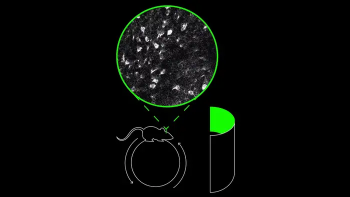 Mouse neuron gif