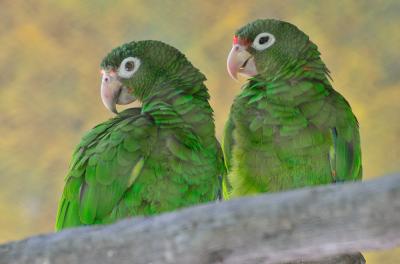 Local Funding Supports Open Access Sequencing of the Puerto Rican Parrot Genome