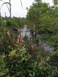 wetland plants, eastern North Carolina.