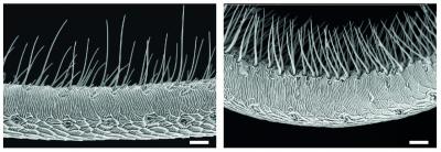 <i>Bombyx</i> Sensilla