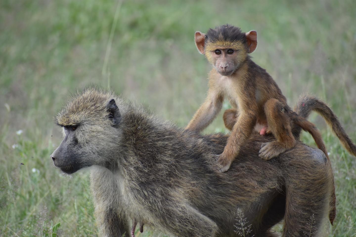 Baboon Mother and Infant, Kenya