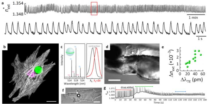 Biointegrated microlaser used for real-time tracking of individual cell contractility of nonphagocytic adult cardiomyocytes.