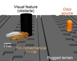 A simulated fly seeks an attractive odor source and avoids an obstacle while walking over rugged terrain.