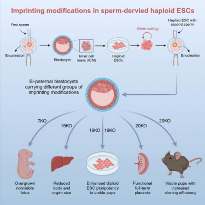 Imprinting modifications in sperm-derived haploid ESCs