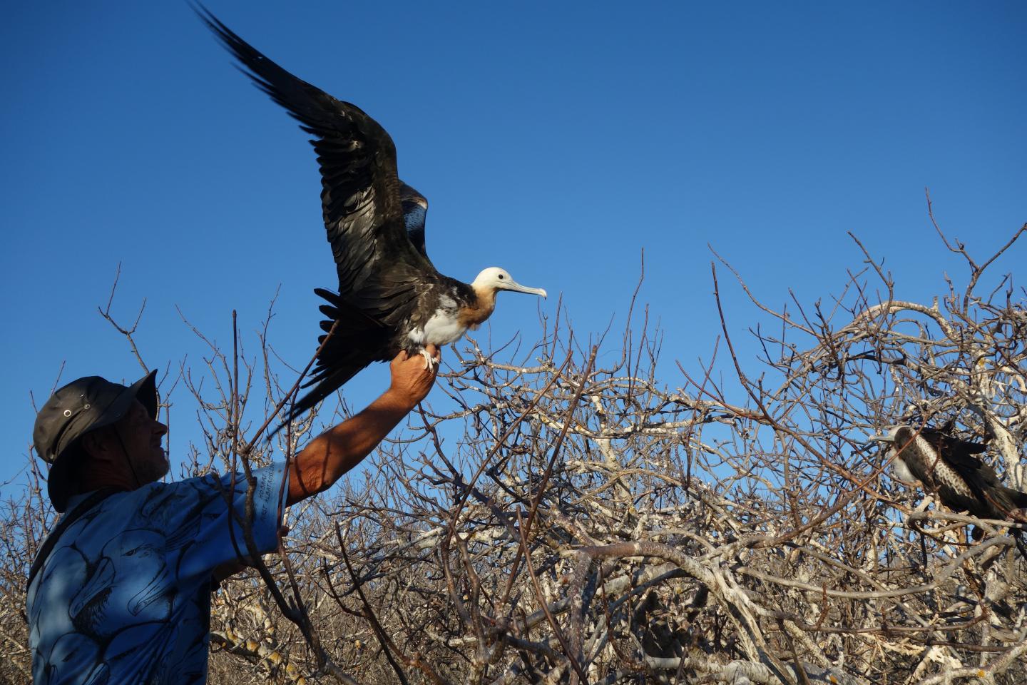 For Frigatebirds, Staying Aloft for Months is a Breeze