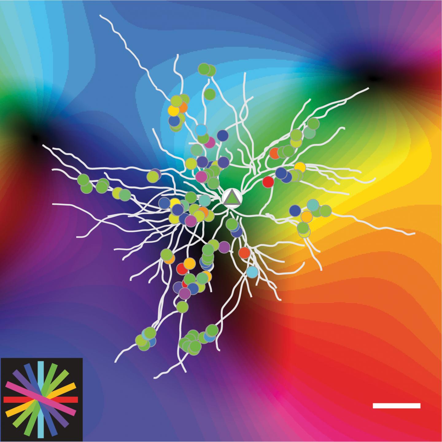 Response Properties of Orientation-Selective Synaptic Inputs to Neurons in the Ferret Visual Cortex