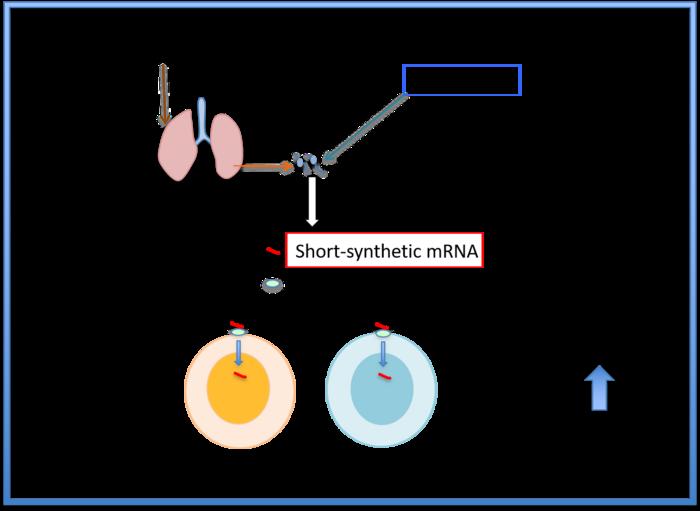 Figure 1: Mechanism of synthetic mRNA in enhancing immune cell activity against metastasizing cancer cells