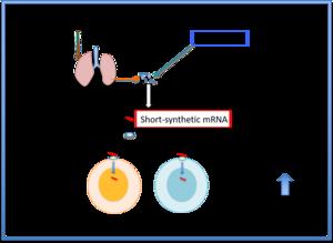 Figure 1: Mechanism of synthetic mRNA in enhancing immune cell activity against metastasizing cancer cells