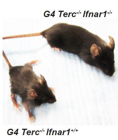 Reducing Aging's Effects