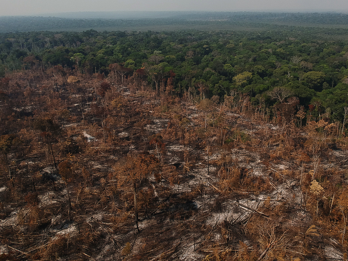 Tropical deforestation