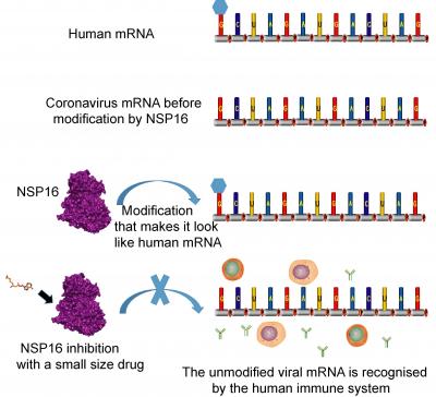 Dream reports during the COVID 19 pandemic
