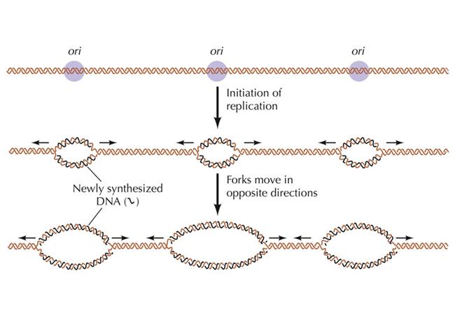 Initiation of DNA Replication