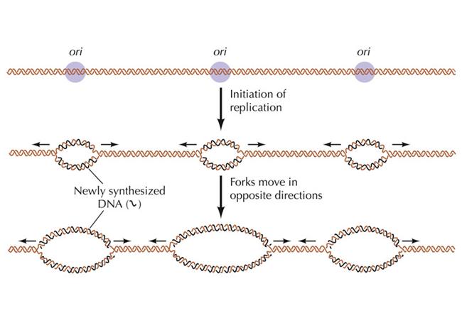 Initiation of DNA Replication [IMAGE] | EurekAlert! Science News Releases