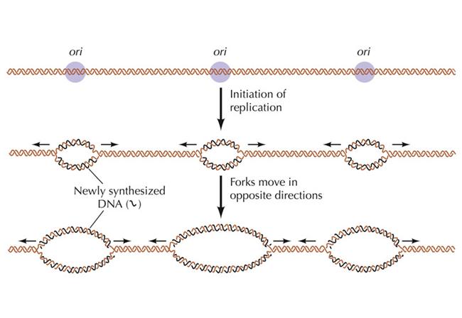 initiation-of-dna-replication-image-eurekalert-science-news-releases