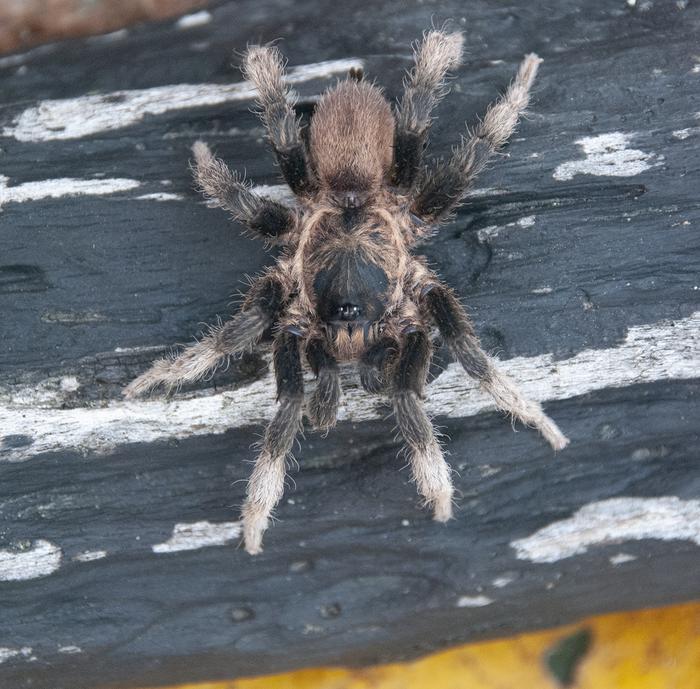 Euthycaelus cunampia, male