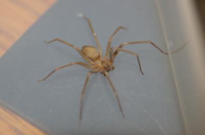 Brown Recluse (Violin Spider)  Missouri Department of Conservation