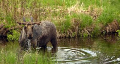 Moose in Swamp