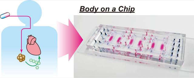 'Body-on-a-chip' Device