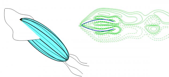 Squid-Inspired Robots